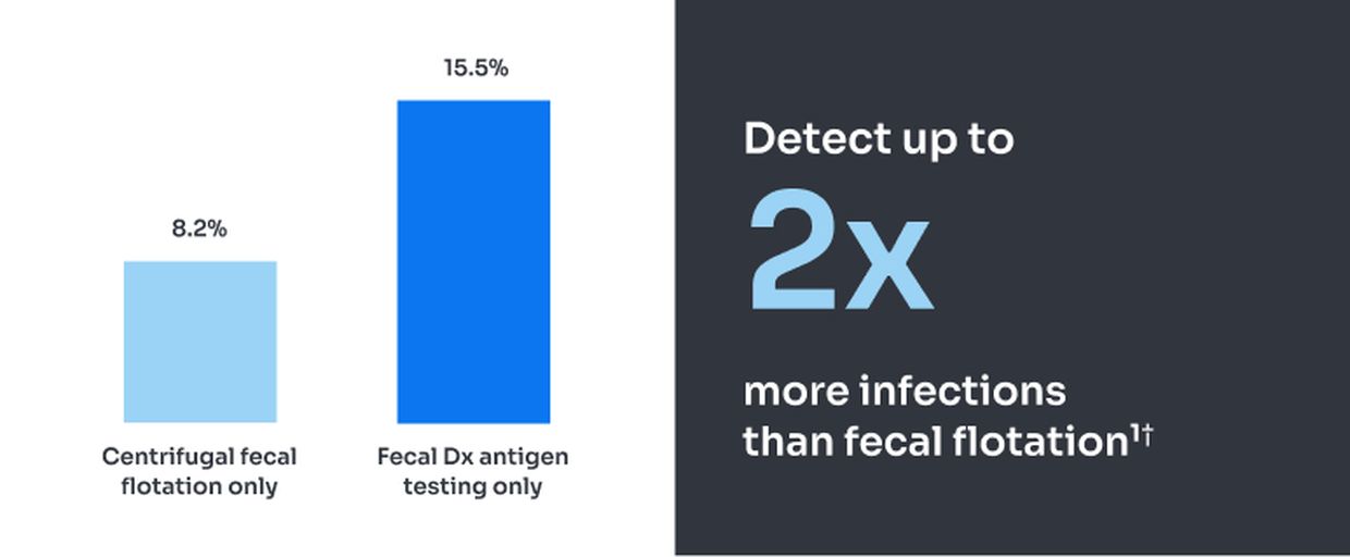 Centrifugal fecal flotation detects 8.2% of infection. Fecal Dx antigen testing detects up to 15.5% of infections.