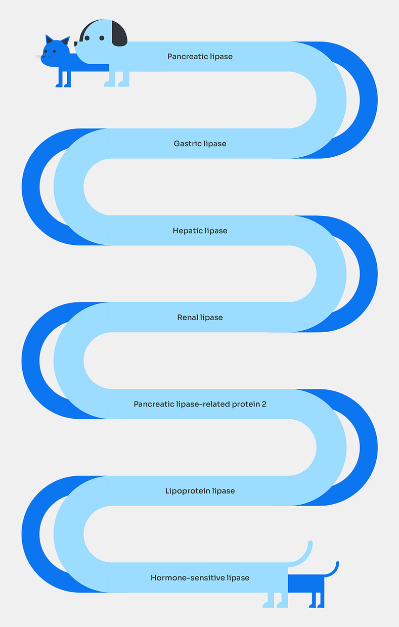 Lipase sources: Pancreatic lipase, gastric lipase, hepatic lipase, renal lipase, pancreatic lipase-related protein 2, lipoprotein lipase, hormone-sensitive lipase.