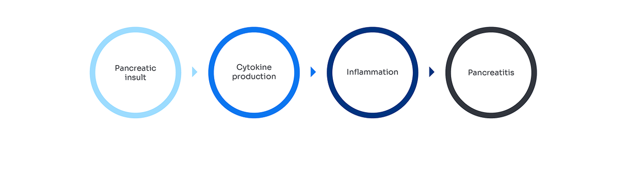 Pancreatic insult can lead to Cytokine production, inflammation, and then pancreatitis.